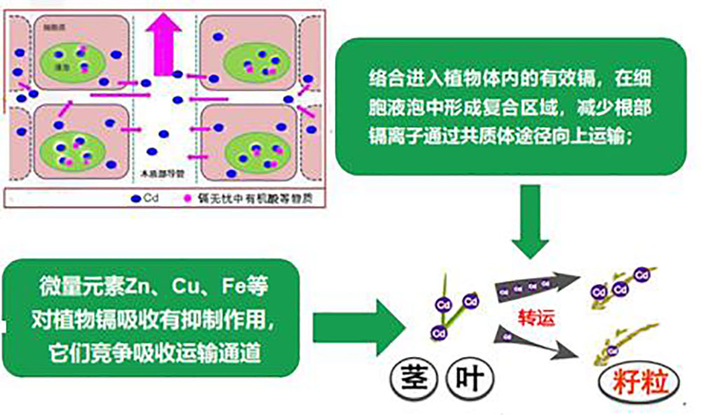 镉無憂葉面(miàn)阻控劑