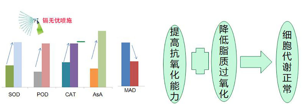 镉無憂葉面(miàn)阻控劑