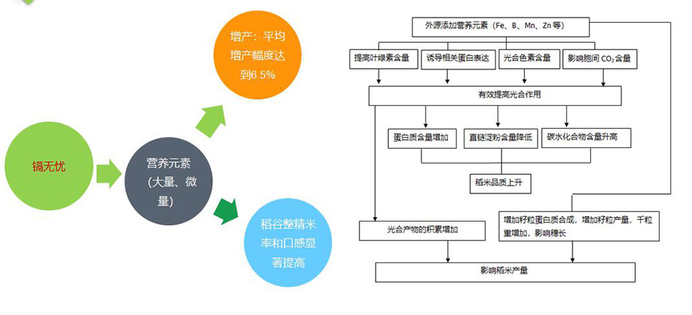 镉無憂葉面(miàn)阻控劑