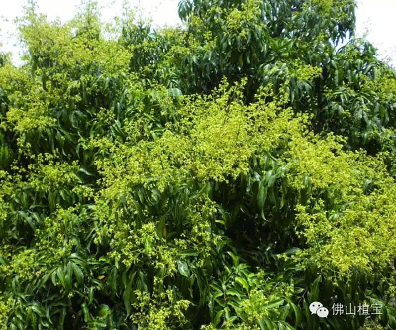 佛山市詩雨有機生物肥料有限公司