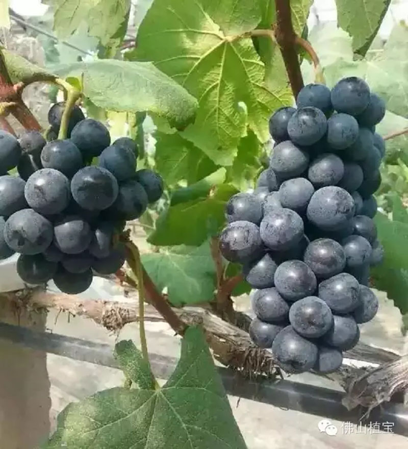 佛山市詩雨有機生物肥料有限公司