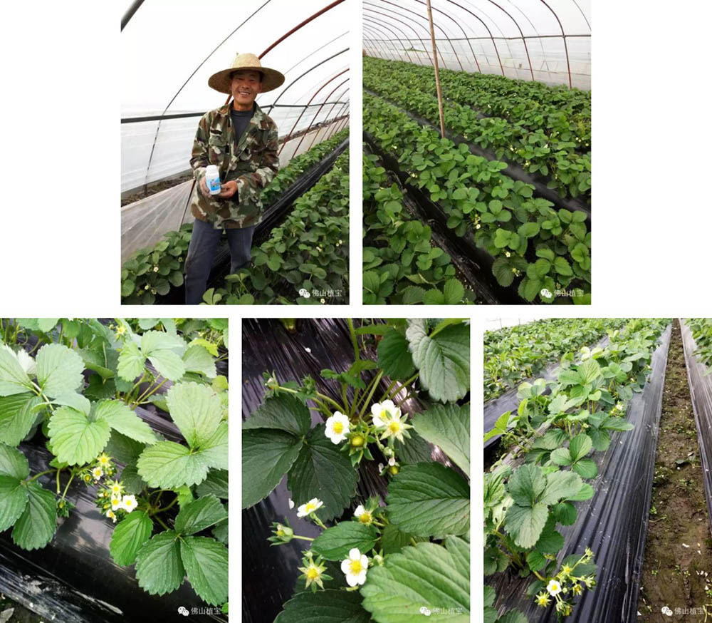 佛山市詩雨有機生物肥料有限公司